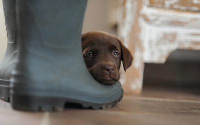 Bailey_seit 1 Jahr bei uns